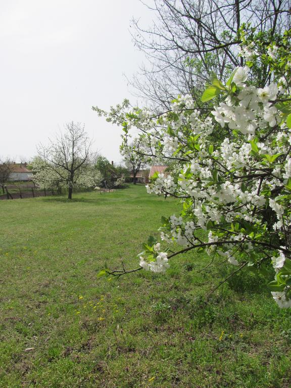 Hotel Rigofuetty Vendeghaz Tiszaalpar Zewnętrze zdjęcie